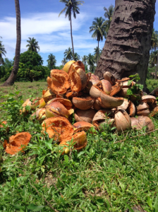 Coconut husks discarded in a plantation on Mindoro island, Philippines. Photo: Sonia Cahill