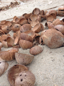 Coconut shells discarded on the beaches of Mindoro island, Philippines. Photo: Sonia Cahill