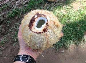 About to sample fresh coconut water during a hike through a plantation on the island of Mindoro, Philippines. Photo: Sonia Cahill
